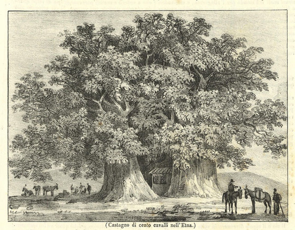 Cartolina antica castagno dei cento cavalli - Anno pubblicazione: 1836-37