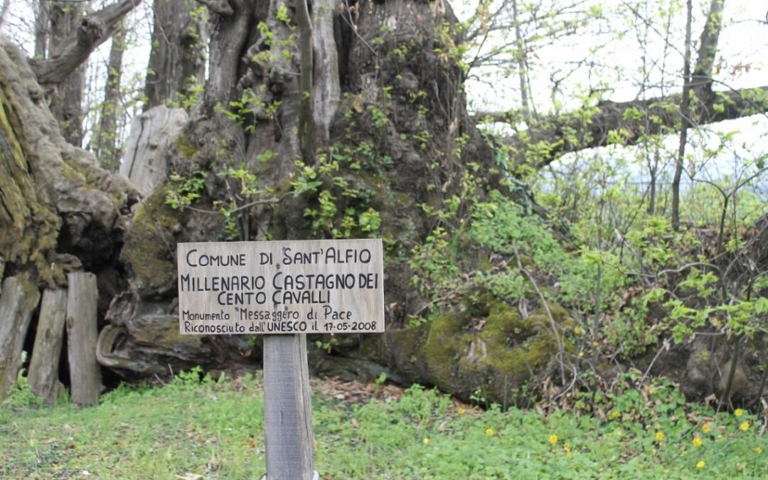 Il castagno dei cento cavalli: escursione per ammirare l’albero più antico e grande d’Italia