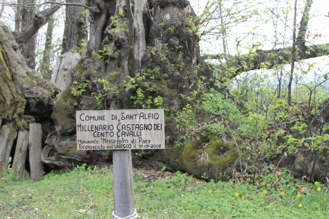 Il castagno dei cento cavalli: escursione per ammirare l’albero più antico e grande d’Italia Il castagno dei cento cavalli: escursione per ammirare l’albero più antico e grande d’Italia